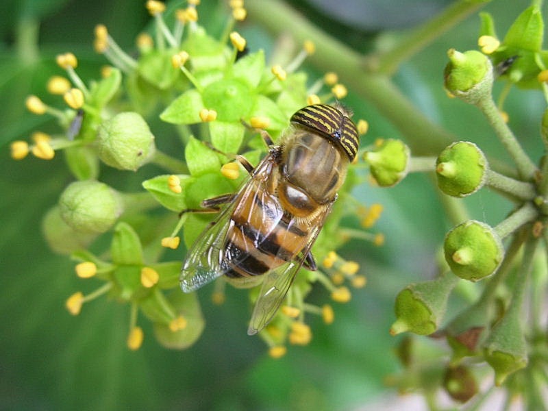 Eristalinus taeniops (Syrphidae)